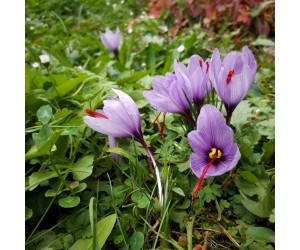 Šafrán (krokus) setý (Crocus sativus) - cibulky šafránu, 3 ks, vel. XL